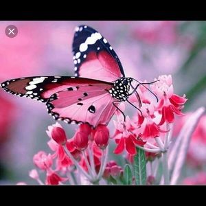 Meet your Posher, Tomilyn